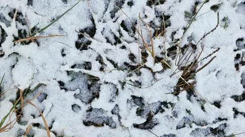 Grass Covered with Snow Close-up Stock Photos
