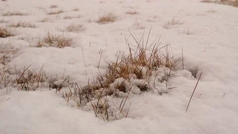 Grass is covered with snow on the forest floor. snowfall in winter. Freezing Stock Footage 170089793