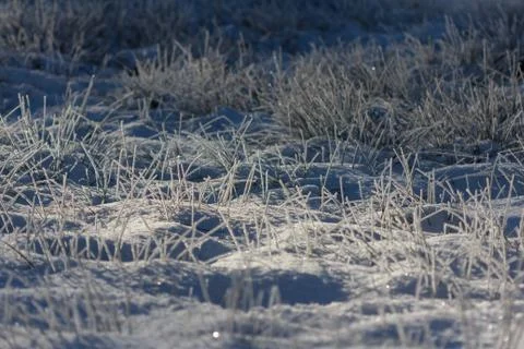 Grass covered in snow Stock Photos