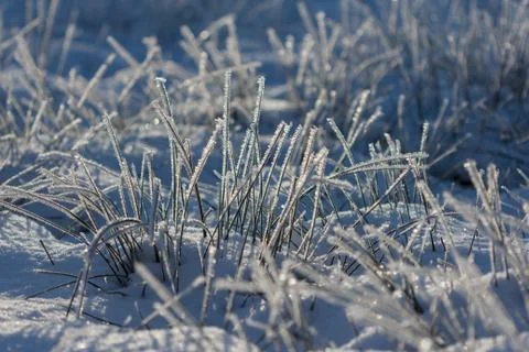 Grass covered in snow Stock Photos