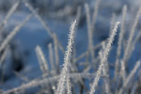 Grass covered in snow Stock Photos