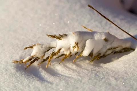 Grass Covered in Snow Stock Photos