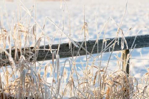 Grass Covered in Snow Stock Photos