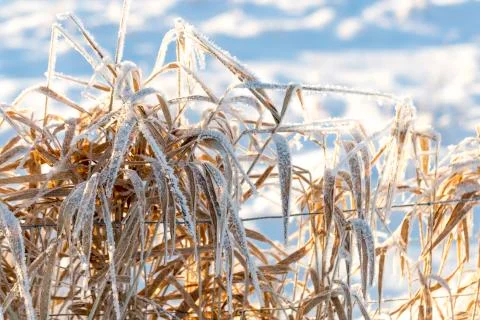Grass Covered in Snow Stock-Fotos