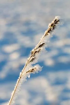 Grass Covered in Snow Stock Photos