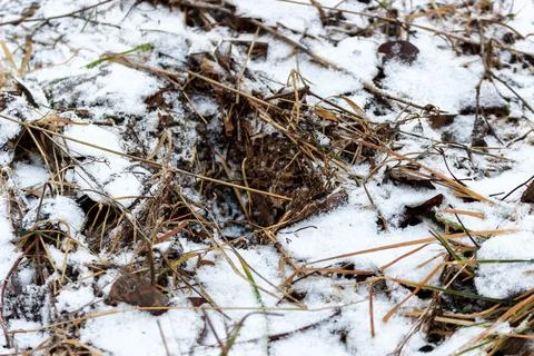 Grass covered with snow Stock Photos