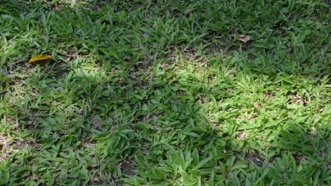 Grass covered soil with light s and shadow during daytime. Stock Footage 340410694