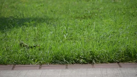 Grass covered soil with light s and shadow during daytime. Stock Footage 340410695