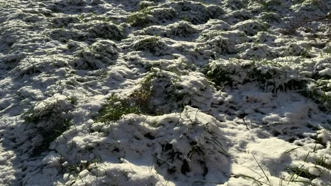 Grass covered with a thin layer of snow Stock Footage 301085279
