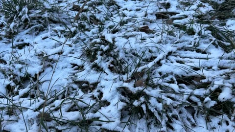 Grass covered with a thin layer of snow Stock Footage 301085359