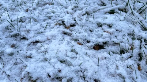 Grass covered with a thin layer of snow Stock Footage 301087781