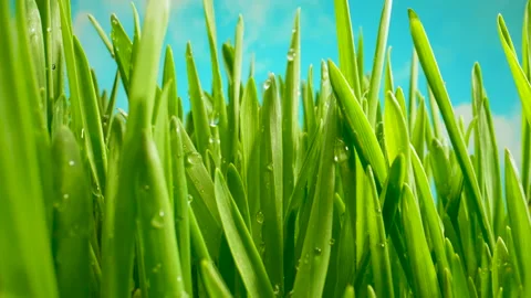 Grass Covered with Water Droplets. The Camera Moves Through the Stalks of Lush Stock Footage 310605482