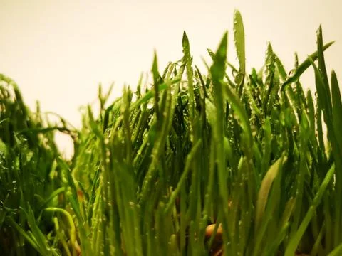Grass covered with water drops, close up Stock Photos
