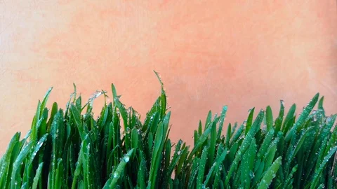 Grass covered with water drops move slightly Stock Footage 104193475
