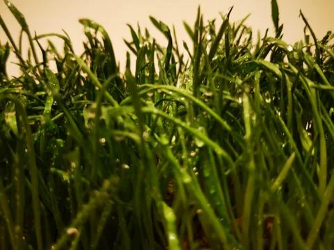 Grass covered with water drops Stock Photos