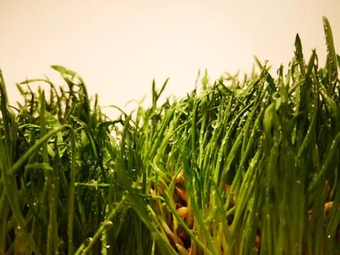Grass covered with water drops Stock Photos