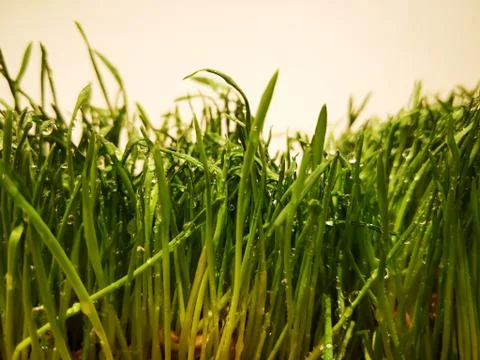 Grass covered with water drops Stock Photos