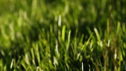 Grass covers ground under blue sky Stock Footage 341001598