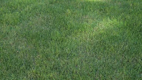 Grass covers the ground in a uniform manner with different angles and lighting 動画素材 344526368