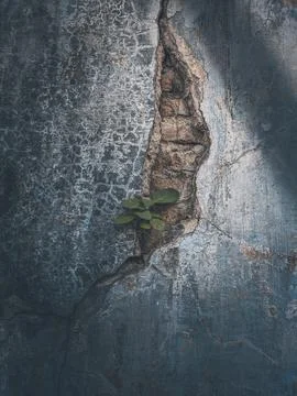Grass on cracked wall Stock Photos