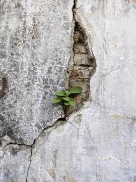 Grass on cracked wall 写真素材