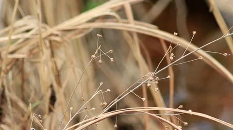 Grass By The Creek Stock Footage 31095368