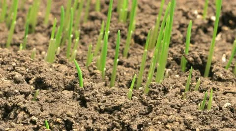 Grass crop Video stock 11322996