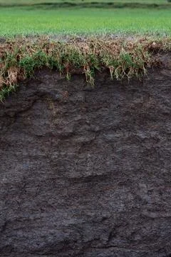 Grass cross section Stock Photos