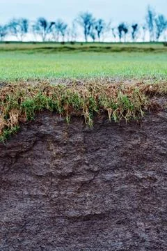 Grass cross section Stock Photos