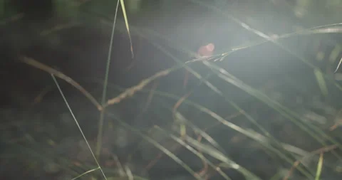 Grass culm in a forest during sunset Video stock 230597211