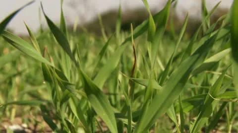 Grass / Cultivated Field Stock Footage 20510144