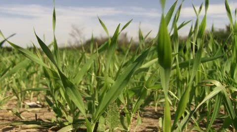 Grass / Cultivated Field Stock Footage 20510152