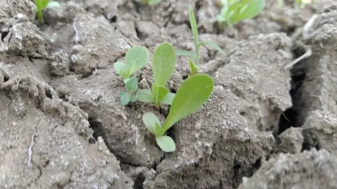 Grass Cultivation Stock Footage 144910471