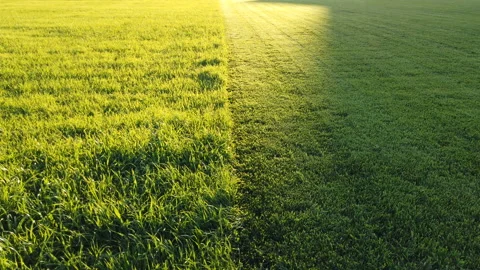 Grass cut with lawn mower. Half of the grass trimmed and half is still long Stockbeeldmateriaal 157479426