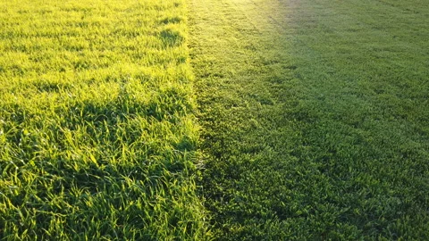 Grass cut with lawn mower. Half of the grass trimmed and half is still long Stock Footage 157479798
