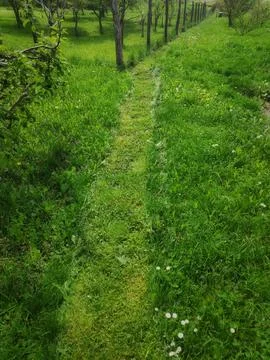 Grass Cutting Scene 库存照片