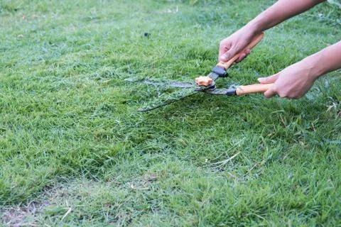 Grass cutting scissors on the grassy background. Foto stock