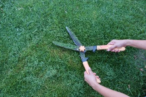 Grass cutting scissors on the grassy background. Stock Photos