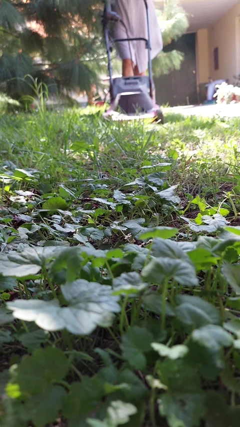 Grass Cutting Short Video Video stock 248900811