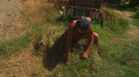 Grass-cutting with sickle. Stock Footage 53311179