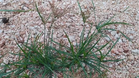 Grass Cyperus rotundus with dew drops in the ground Stock Footage 256719675