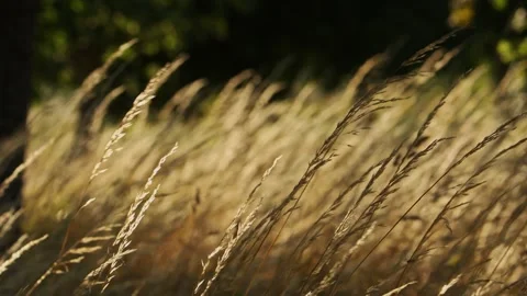Grass in d the wind Stock Footage 340288755