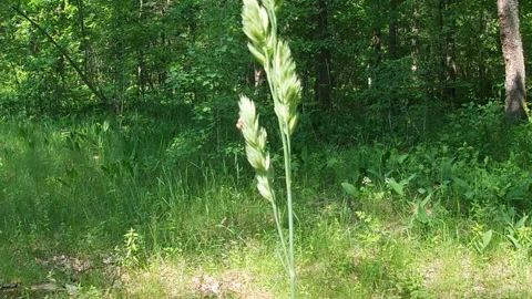 Grass Dáctylis glomeráta, stem, spikelets, leaves, flora of Ukraine. Stock Footage 310505585