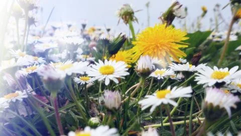 Grass with daisies and a dandelion Stock Photos