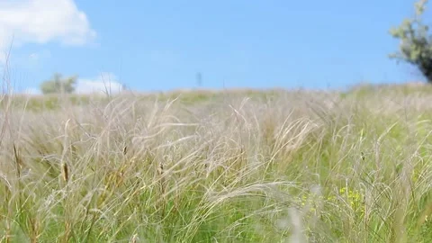 Grass dance in the field Stock Footage 233344690