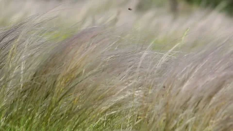 Grass dance in the field Stock Footage 233344694