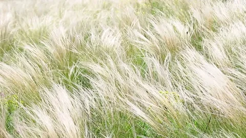 Grass dance in the field Stock Footage 233344702