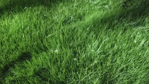 The grass dance with the wind 스톡 동영상 142737721