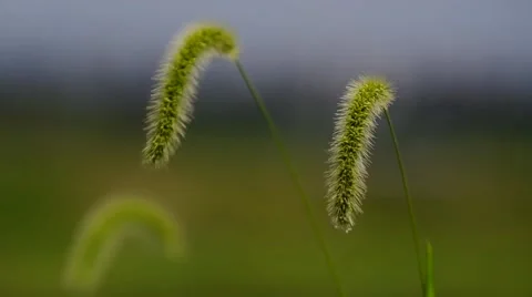 Grass dancing in air Stock Footage 46506547