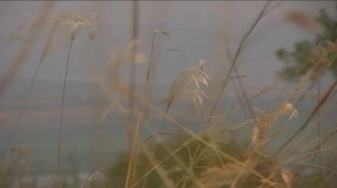 Grass Dancing in the wind Stock Footage 275274